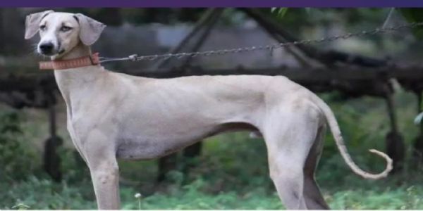 प्रधानमन्त्रीले सुरक्षा बलहरुमा भारतीय नस्लका कुकुरलाई अपनाएकोमा सराहना गरे