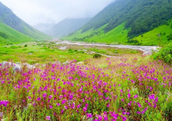 Valley of flowers