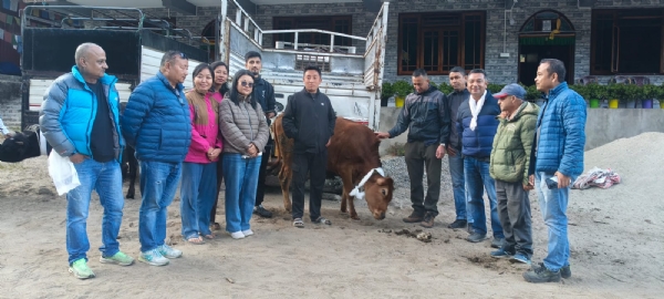 Cow distribution Cow distribution