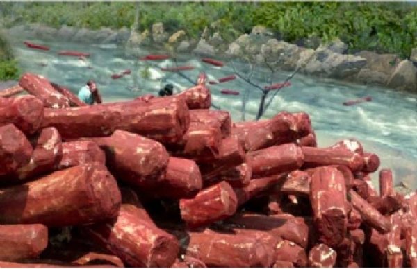 Red sandalwood Red sandalwood