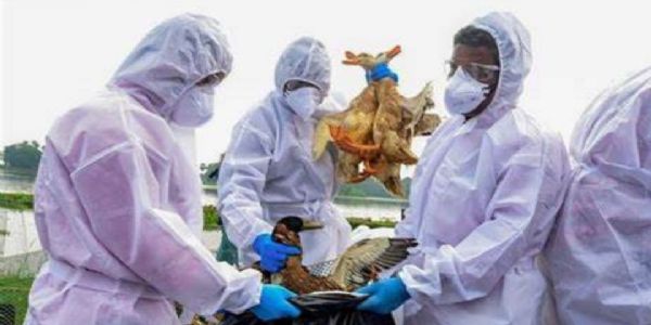 केरलको अलाप्पुझामा बर्ड फ्लूको पुष्टि, 20 हजारभन्दा बढ़ी हाँसको मृत्यु