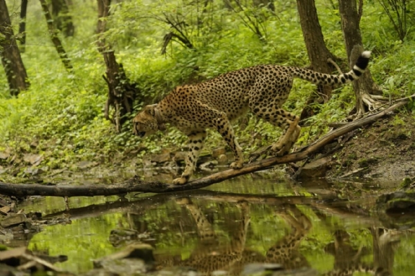 चीता चीता