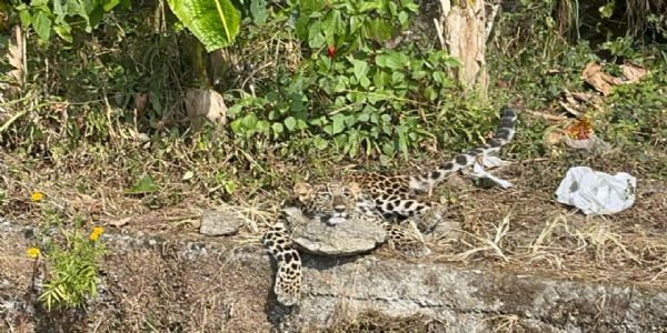 खरसाङको‌ गिद्ध पहाडस्थित भ्यु पोइन्ट क्षेत्रमा मृत चितुवा फेला, भीरबाट झरेर मरेको आशंका