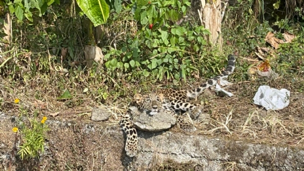 खरसाङको‌ गिध्द पहाडस्थित भ्यु पोइन्ट क्षेत्रमा एउटा चितुवा मृत फेला