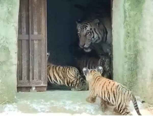 रानी