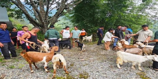 प्रगतिशील कृषकहरूलाई 26 वटा क्रसब्रिड बाख्रा वितरित