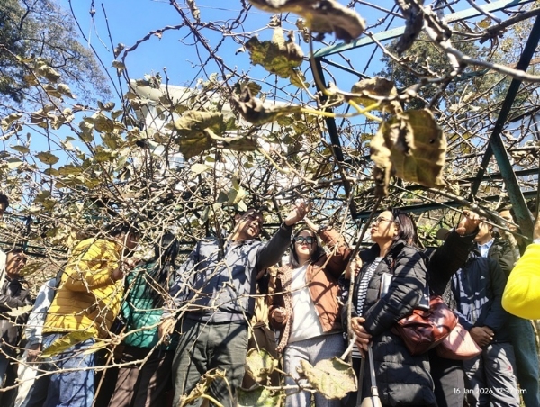 किवी खेती