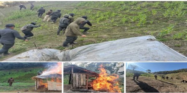 मणिपुरमा नष्ट गरियो 306 एकड़मा अवैध अफीमको खेती