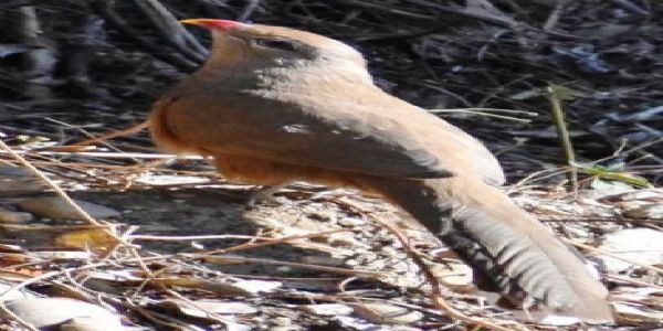 उत्तरकाशी जिल्लामा पहिलोपटक दुर्लभ पक्षी ‘सिरकीर मालकोहा’ क्यामेरामा कैद