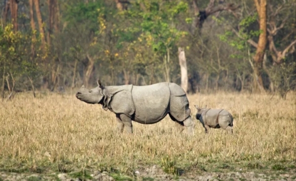Pobitora Wildlife पबितरा अभयारण्य