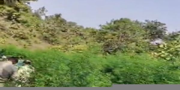 कपासको फसलबीच लहलहाइरहेको 4.43 करोड़ रूपियाँ मूल्यको गांजाको 3,345 बोट जफत
