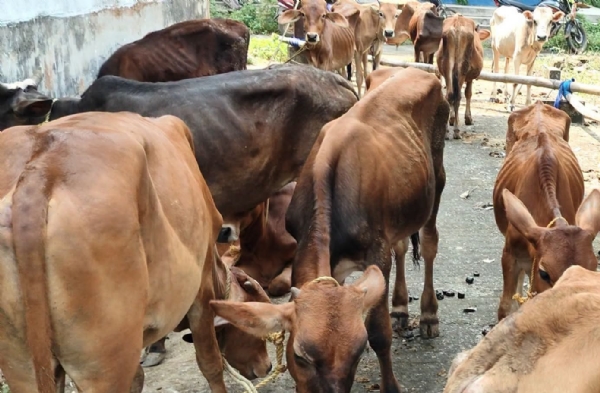 राष्ट्रीय राजमार्ग में जब्त की गई गाय