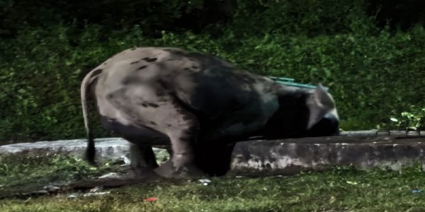 सेनाको सेप्टिक ट्याङ्कीमा झरेको बालक हात्तीको उद्धार