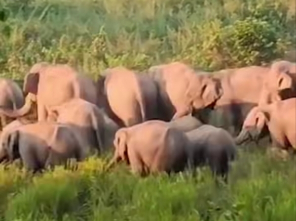 Image of the Wild Elephant Herd Destroying the Paddy Crops in Assam’s Goalpara. Image of the Wild Elephant Herd Destroying the Paddy Crops in Assam’s Goalpara.