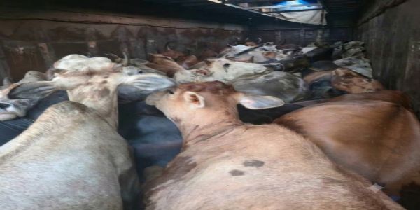 दाँतनमा ट्रकबाट ३५ भन्दा बढ़ी गाईको उद्धार
