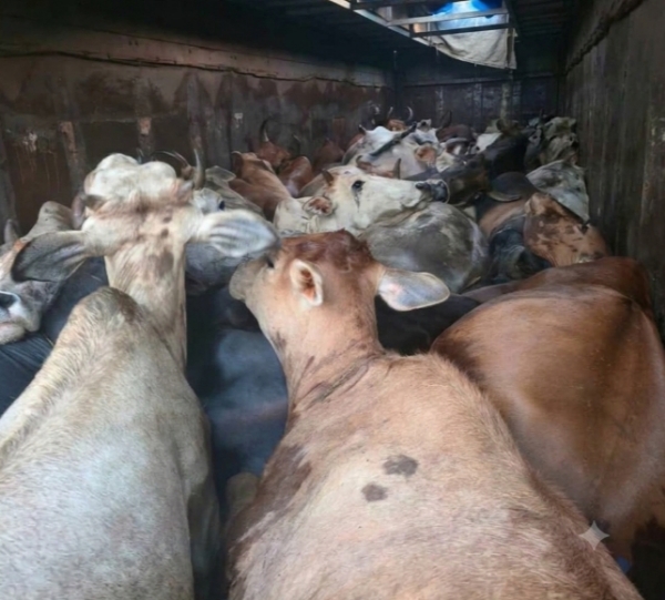 जब्त किए गए गायों की छवि