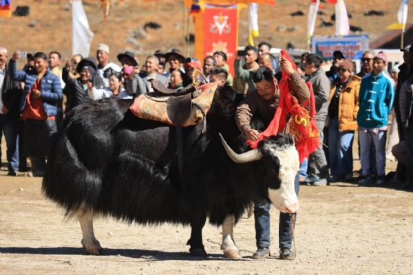 नाथाङ भ्यालीमा पहिलो हिमाली याक महोत्सव सम्पन्न नाथाङ भ्यालीमा पहिलो हिमाली याक महोत्सव सम्पन्न