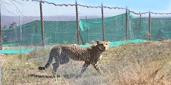 कुनोमा गोलीका छर्राले चीताको मृत्युको जाँच गर्न केन्द्रले पठायो उच्चस्तरीय टोली