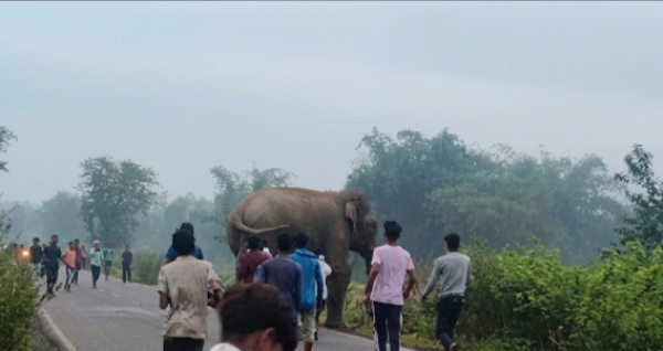 चुनपाड़ा में धान के खेतों में दंतैल हाथी को देखते स्थानीय