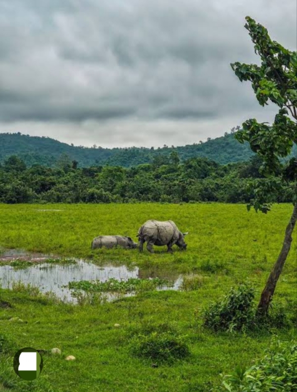 File photo: Kaziranga National Park फाइल फोटो: काजीरंगा नेशनल पार्क File photo: Kaziranga National Park फाइल फोटो: काजीरंगा नेशनल पार्क