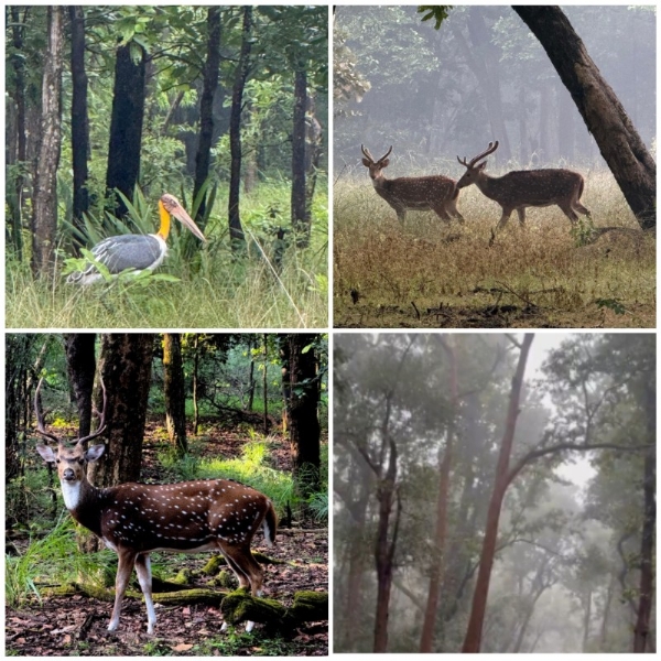 बांधवगढ़ में सुहावना मौसम, वन्यजीवों की सुरक्षा पर कड़ी निगरानी