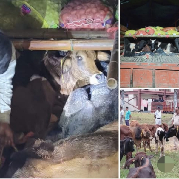 Image of the Rescued Cattle Shared by Assam CM Dr Himanta Biswa Sarma.