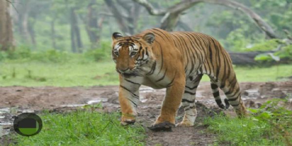नामेरी टाइगर रिजर्भलाई सीएटीएस अप्रूभ्डको दर्जा,  असमका सबै चारवटै टाइगर रिजर्भ अब प्रमाणित