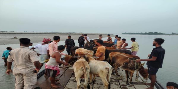 असममा 30  वटा गाई-गोरू सहित दुई जना कथित तस्कर पक्राउ