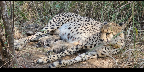गामिनीले तीनवटा चितुवाका बच्चाहरू जन्माइन् गामिनीले तीनवटा चितुवाका बच्चाहरू जन्माइन्