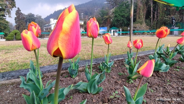 रङ्ग-बिरङ्गी ट्युलिप