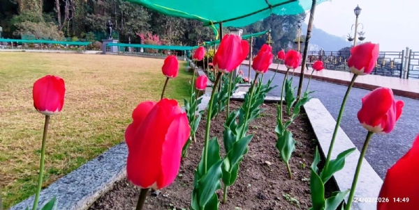 रङ्ग-बिरङ्गी ट्युलिप