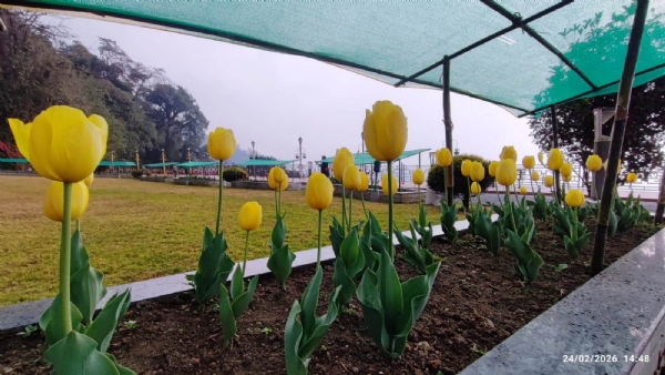 रङ्ग-बिरङ्गी ट्युलिप