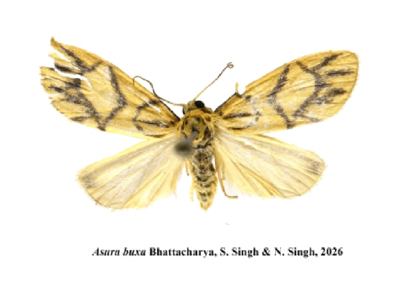 लाइकेन पतंग