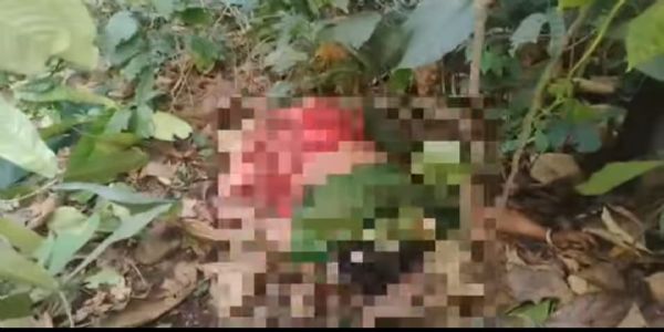 हात्तीको आक्रमणमा एक वृद्धा घाइते