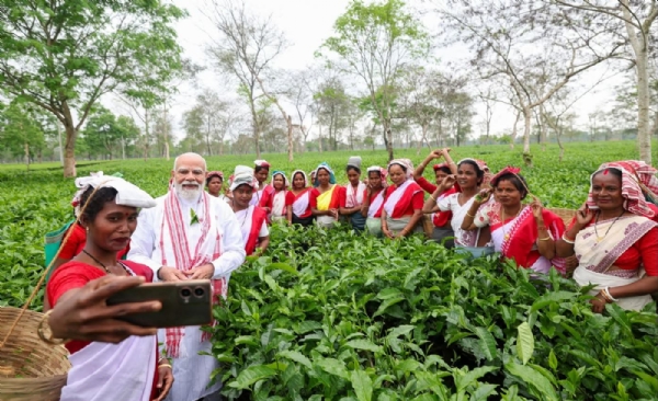 चियापत्ती़