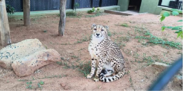 दक्षिण अफ्रिकाका चार चितालाई बेङलुरुमा स्वागत, ब्यानर्घट्टा जैविक निकुञ्जमा राखिने