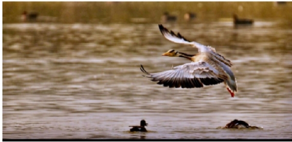 उत्तर प्रदेशको अलीगढ़को शेखा झील।