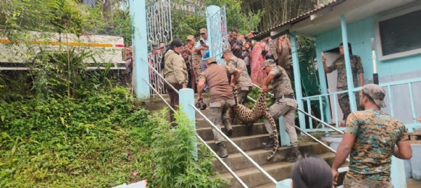 Leopard rescue Leopard rescue