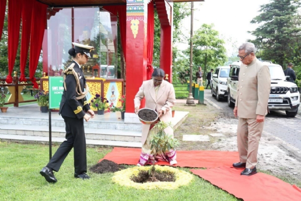 Prasident planted rhododendron plant
