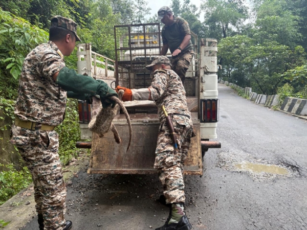 Leopard rescue at labdah