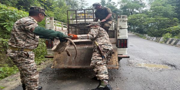 लाब्दा क्षेत्रमा घाइते चितुवाको उद्धार, उपचारका लागि लगियो