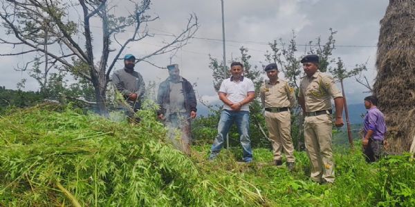 अवैध गाँजा खेतीको पर्दाफास, 1,620 बिरुवाहरू फेला