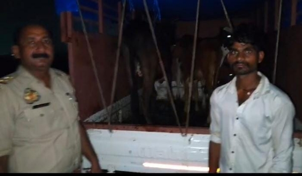 पकड़े गए गोवंश के साथ आरोपी चालक