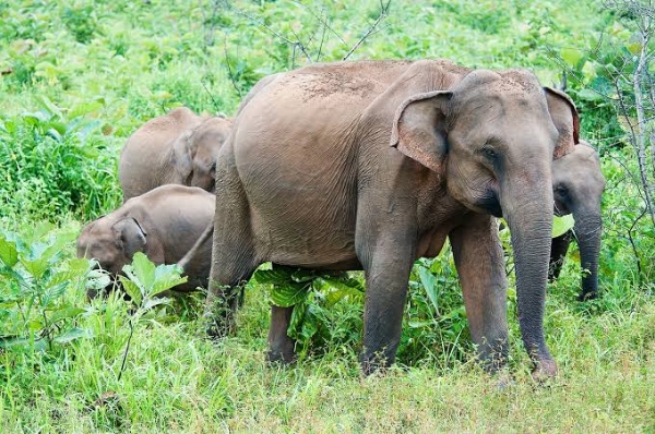 elephant elephant