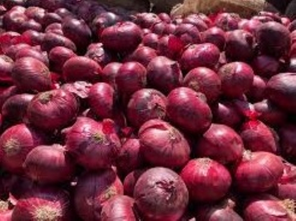 Mahuva APMC closed till Uttarayan due to huge influx of red onions Mahuva APMC closed till Uttarayan due to huge influx of red onions