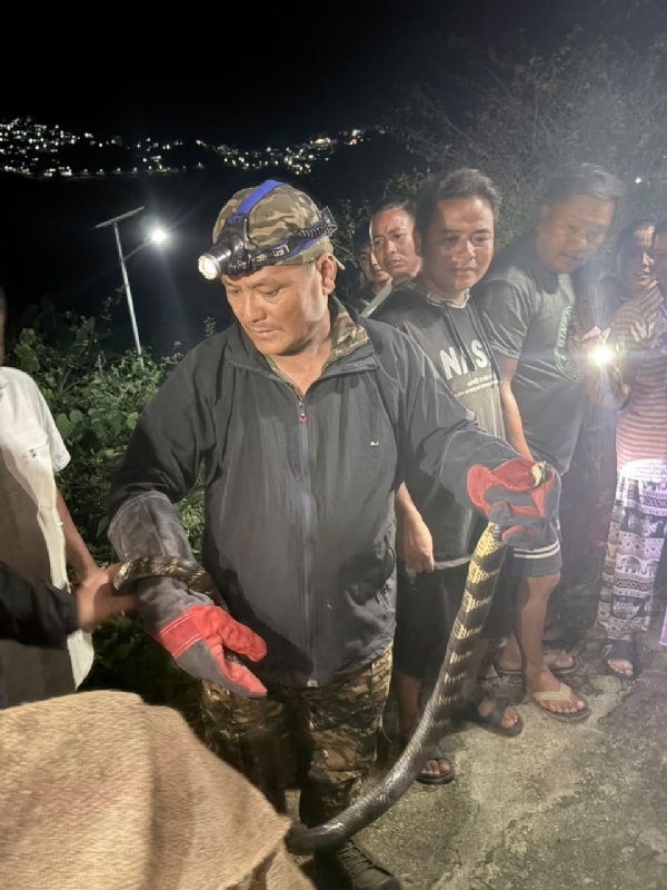 किङ्ग कोब्रा उध्दार