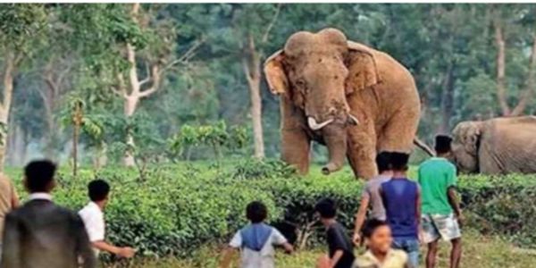 श्रीलंकाको अम्पारामा मानव-हात्ती संघर्ष रोक्न महत्वपूर्ण निर्णय