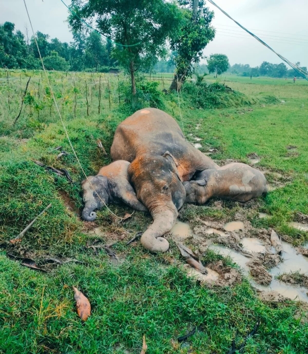 मृत हाथियों का पार्थिव शरीर मृत हाथियों का पार्थिव शरीर