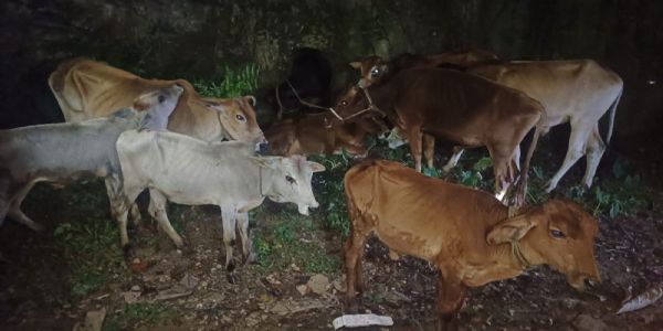 कोकराझारमा 14 वटा गाईवस्तु सहित चार जना पक्राउ